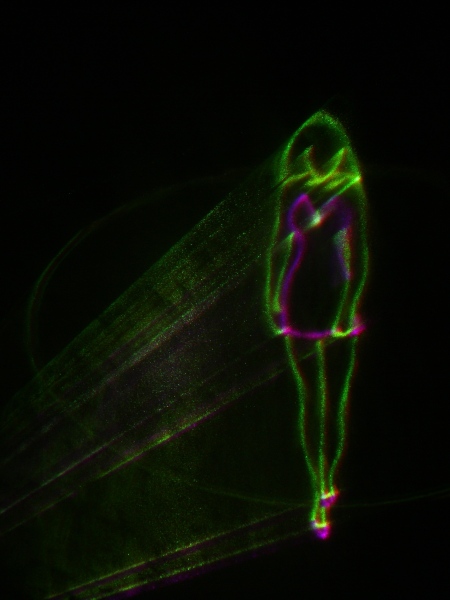 Lasershow Maschsee   099.jpg